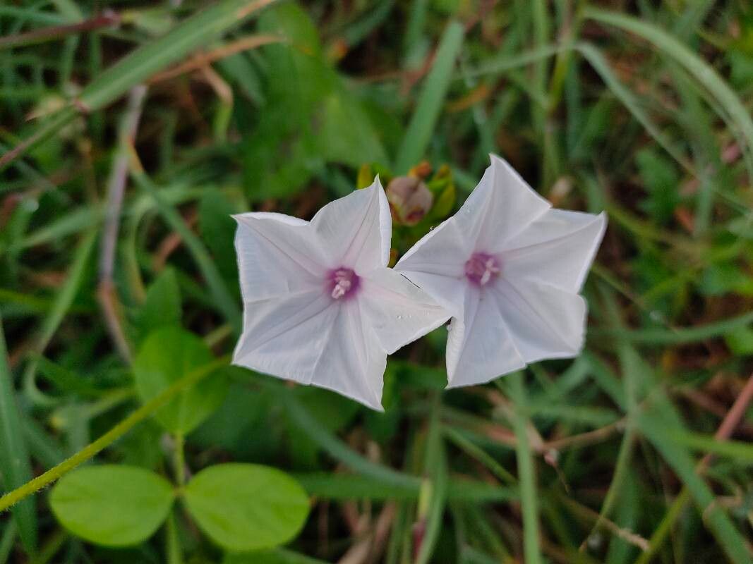 Ipomoea sagittifolia — search result for 'Ipomoea'