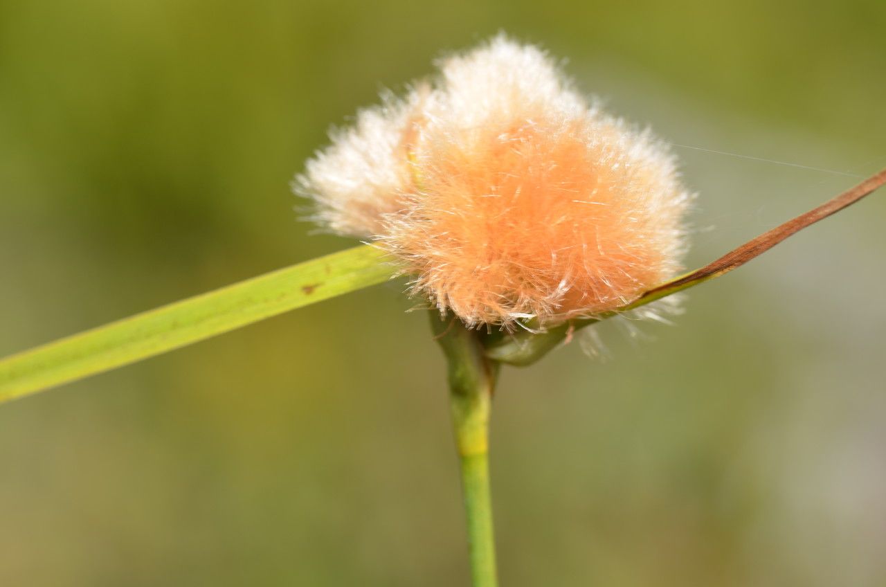 Eriophorum virginicum flower