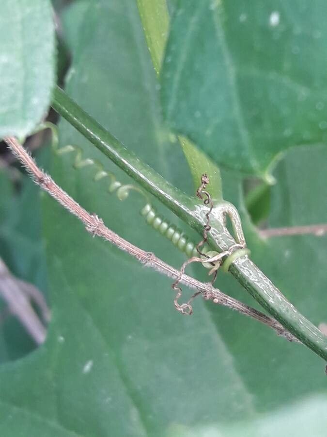 Diplocyclos palmatus bark