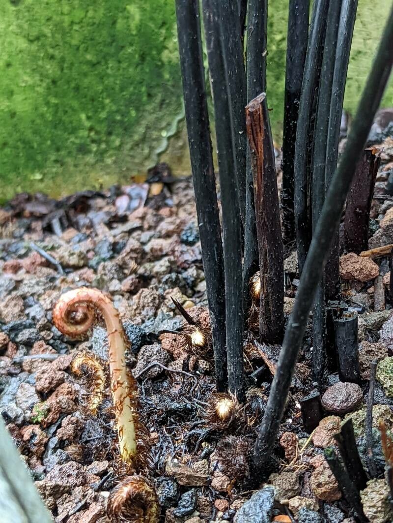 Adiantum polyphyllum bark