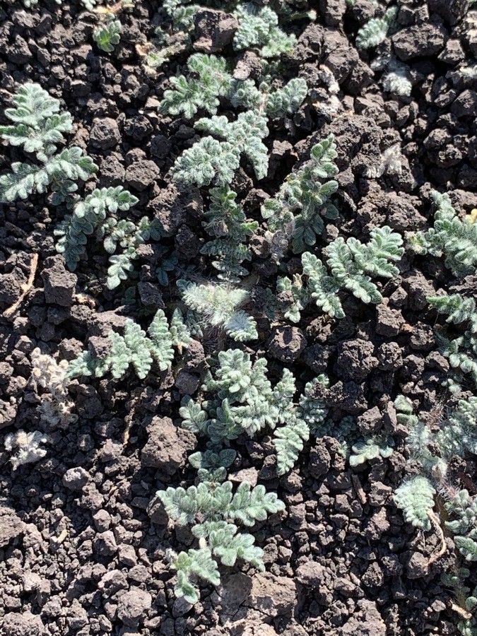 Cheilanthes parryi — search result for 'Cheilanthes'