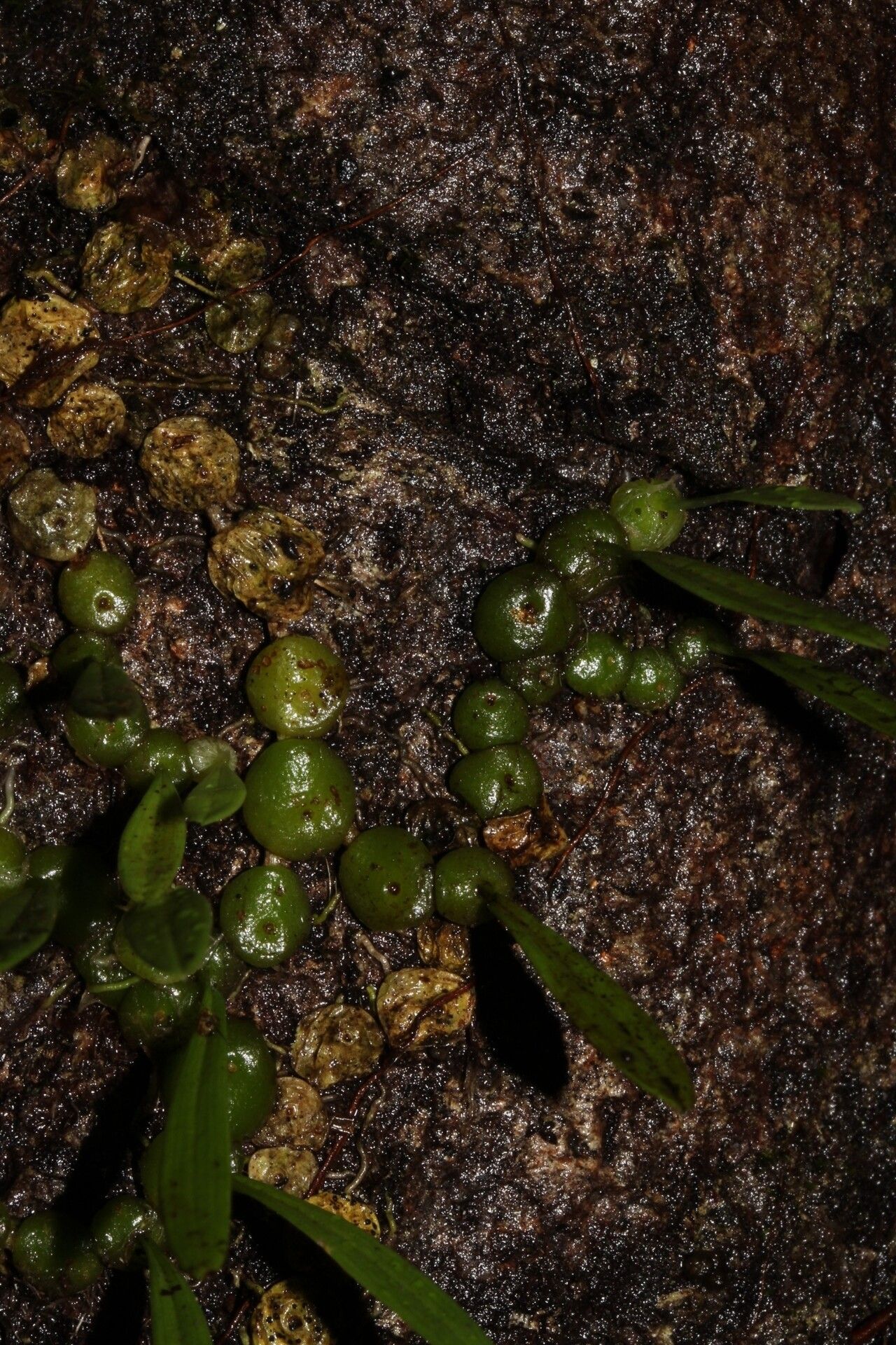 Bulbophyllum onivense habit