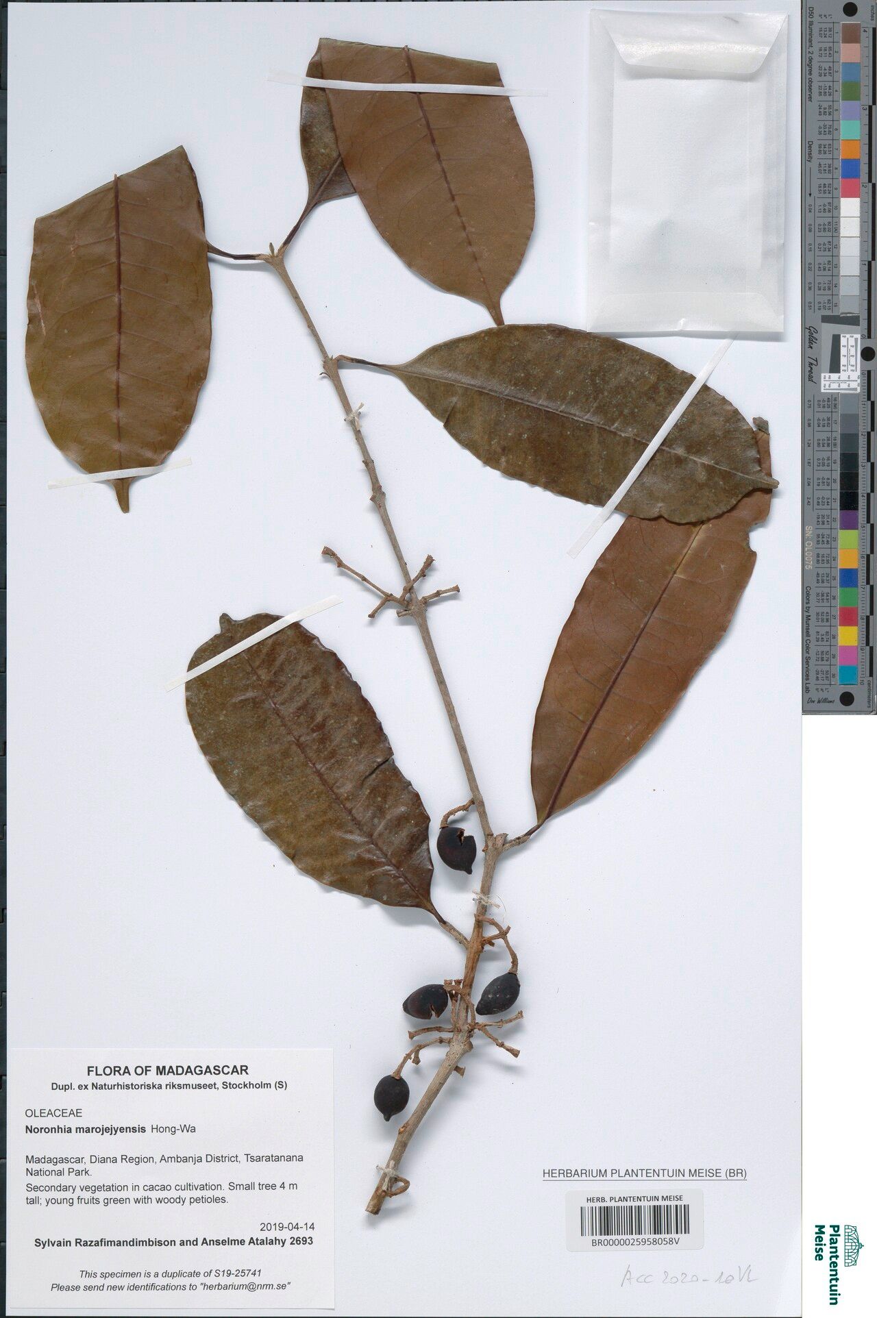 Noronhia marojejyensis — houseplant care guide