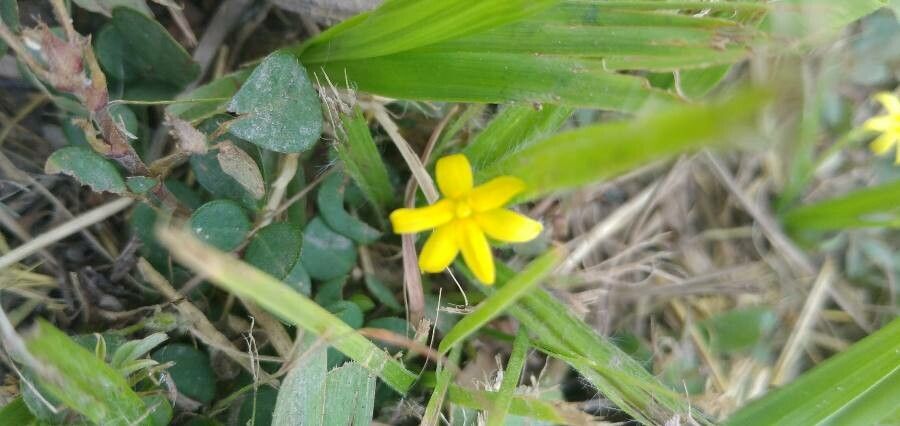 Hypoxis hirsuta flower