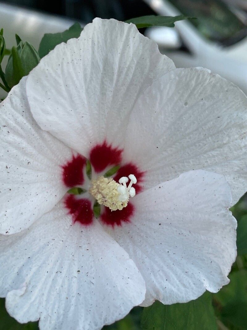 Hibiscus laevis flower