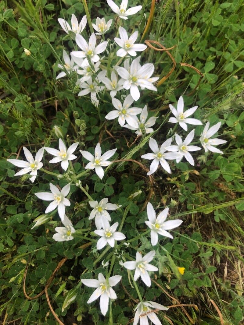 Ornithogalum baeticum flower