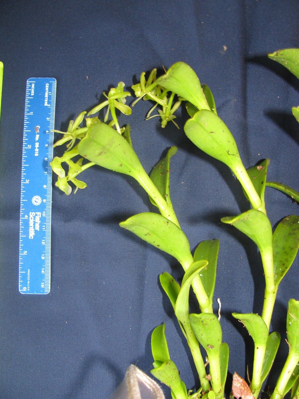 Epidendrum lagenocolumna other