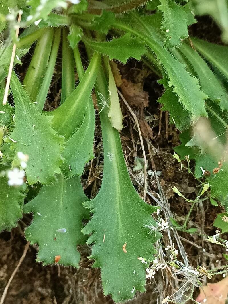 Saxifraga clusii — search result for 'Saxifraga'