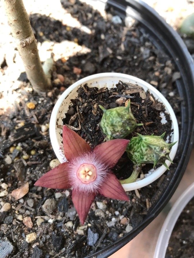 Duvalia sulcata flower