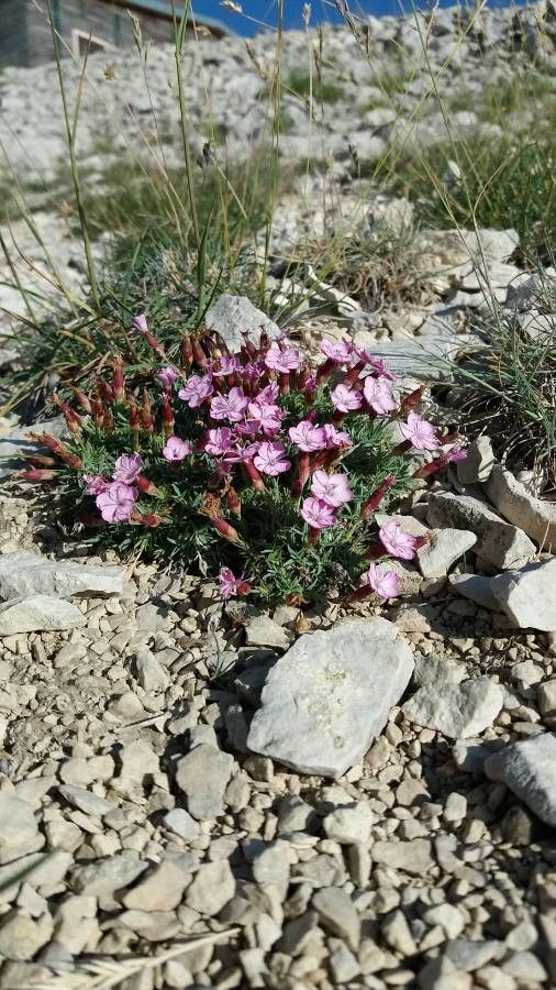 Dianthus subacaulis habit