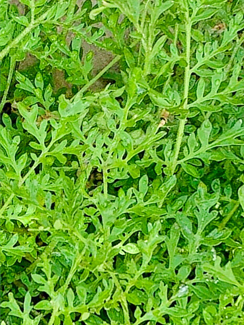 Descurainia sophioides — search result for 'Descurainia'