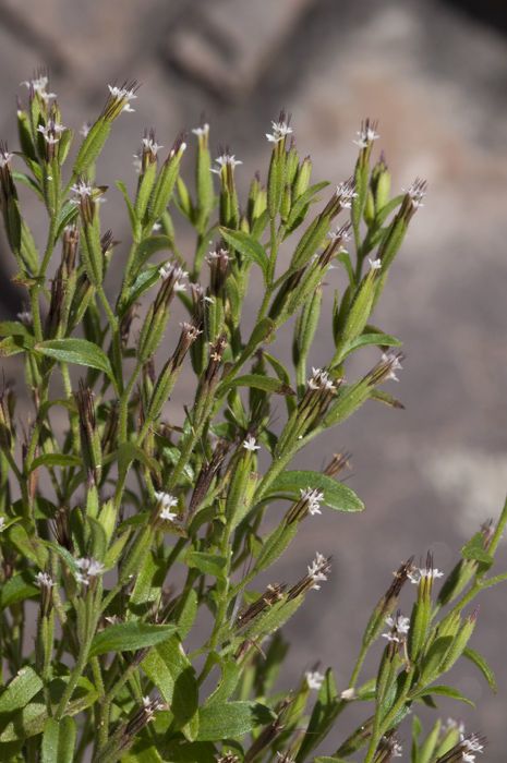 Stevia micrantha habit