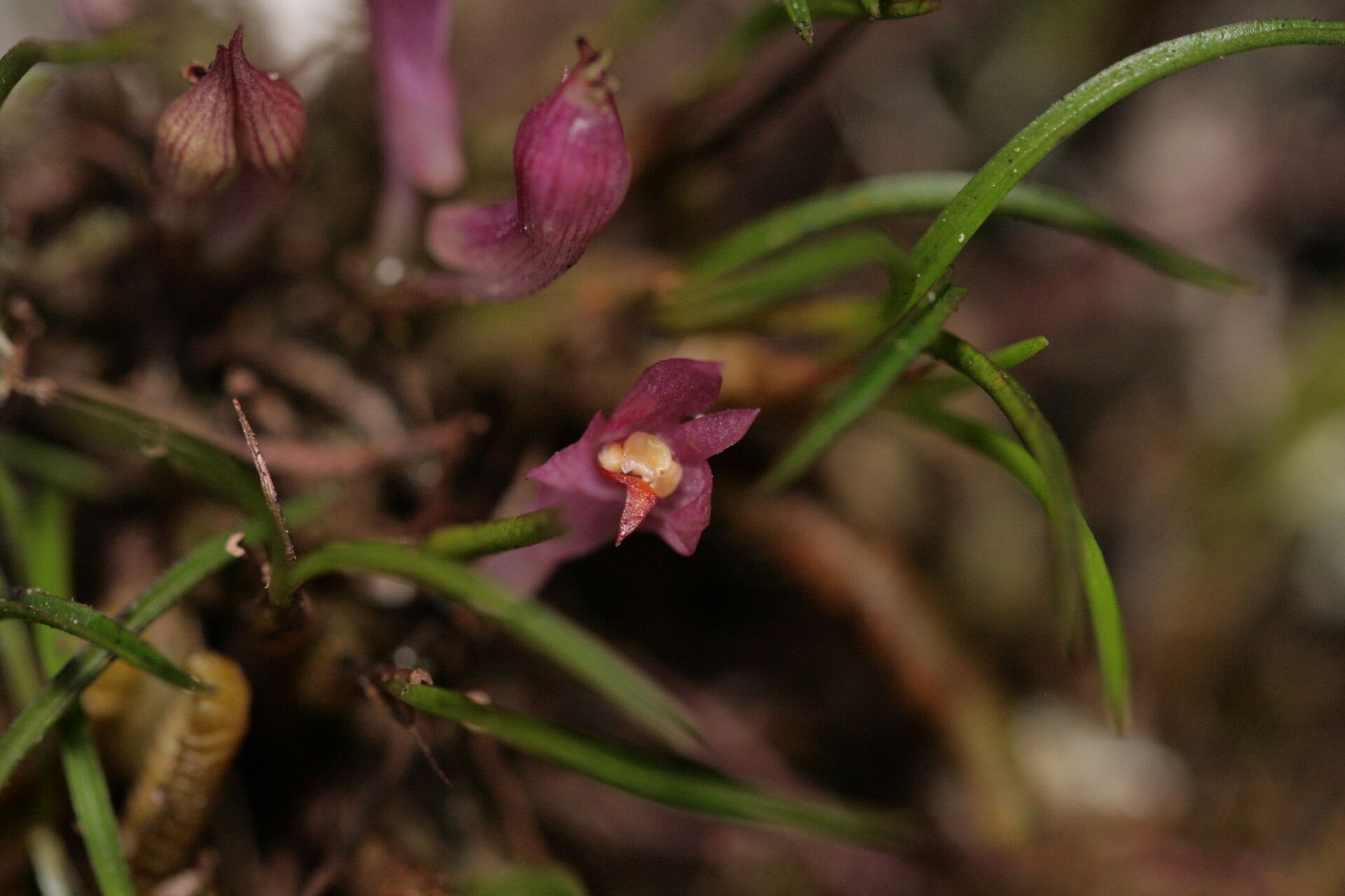 Dendrobium nardoides flower