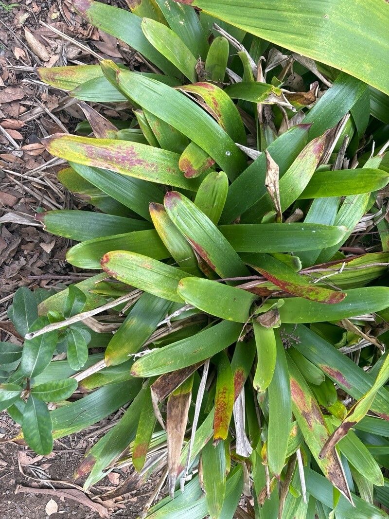 Vriesea philippocoburgi — search result for 'Vriesea'