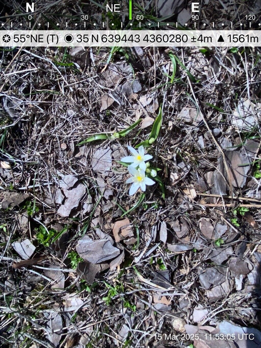 Ornithogalum mysum — houseplant care guide