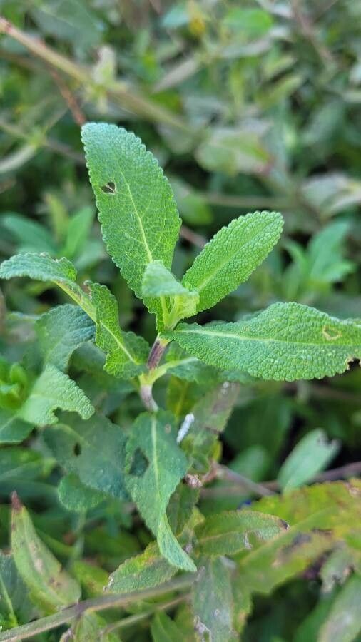 Salvia virgata — search result for 'Salvia'