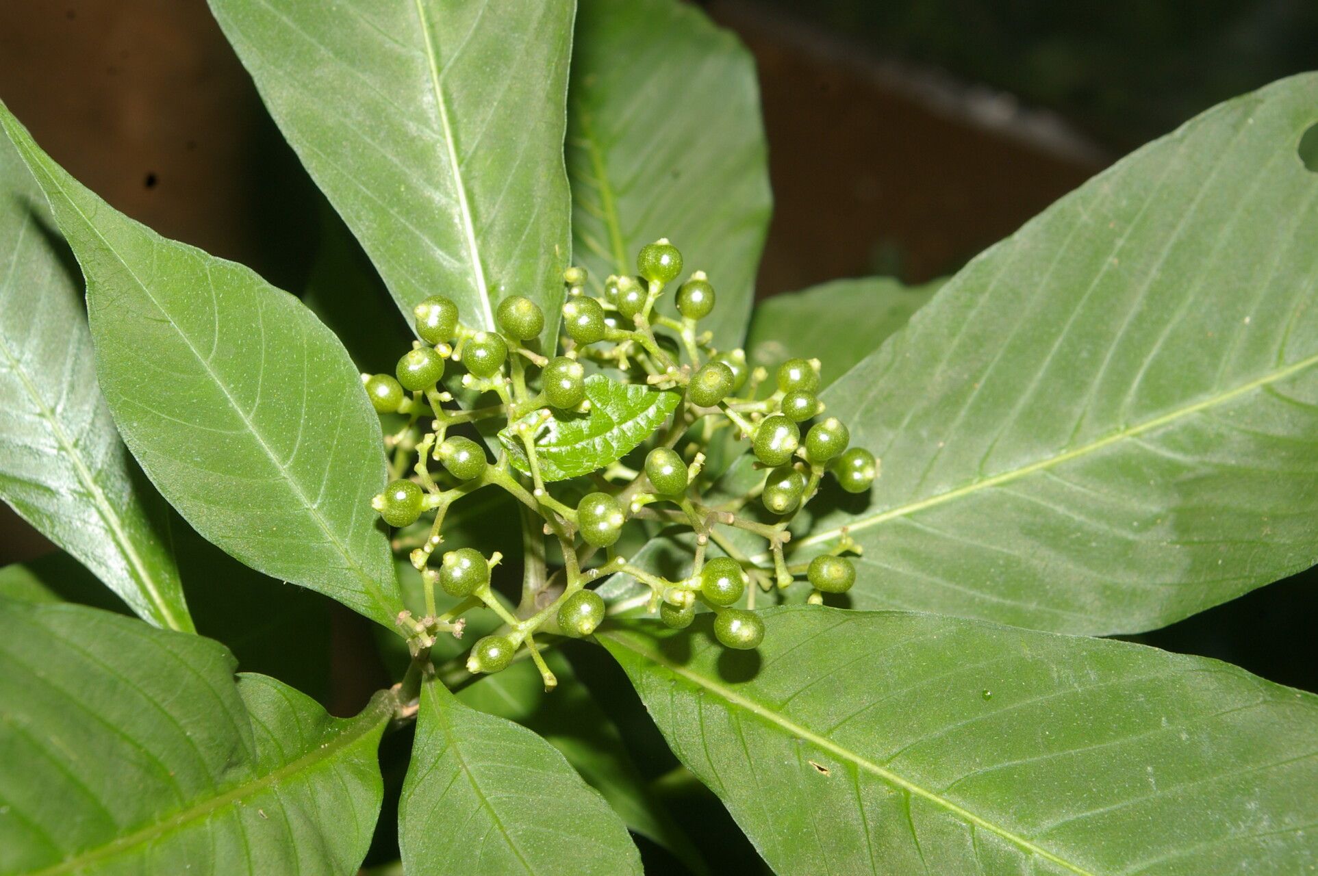 Psychotria pubescens fruit