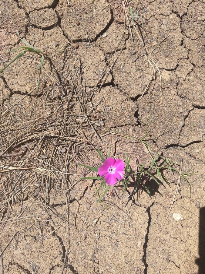 Phlox mesoleuca flower