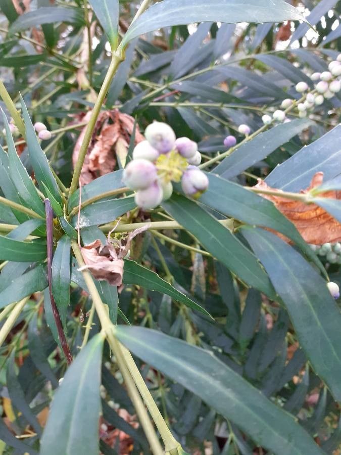 Mahonia eurybracteata fruit