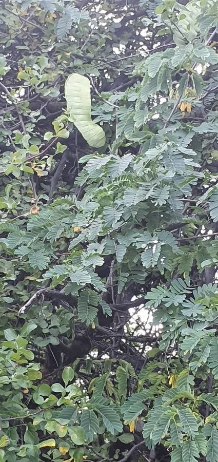 Entada leptostachya — search result for 'Entada'