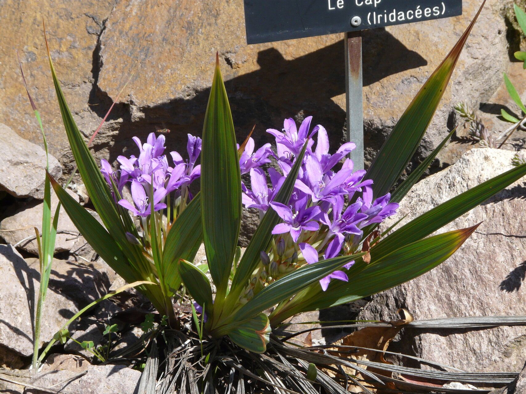 Babiana dregei — houseplant care guide