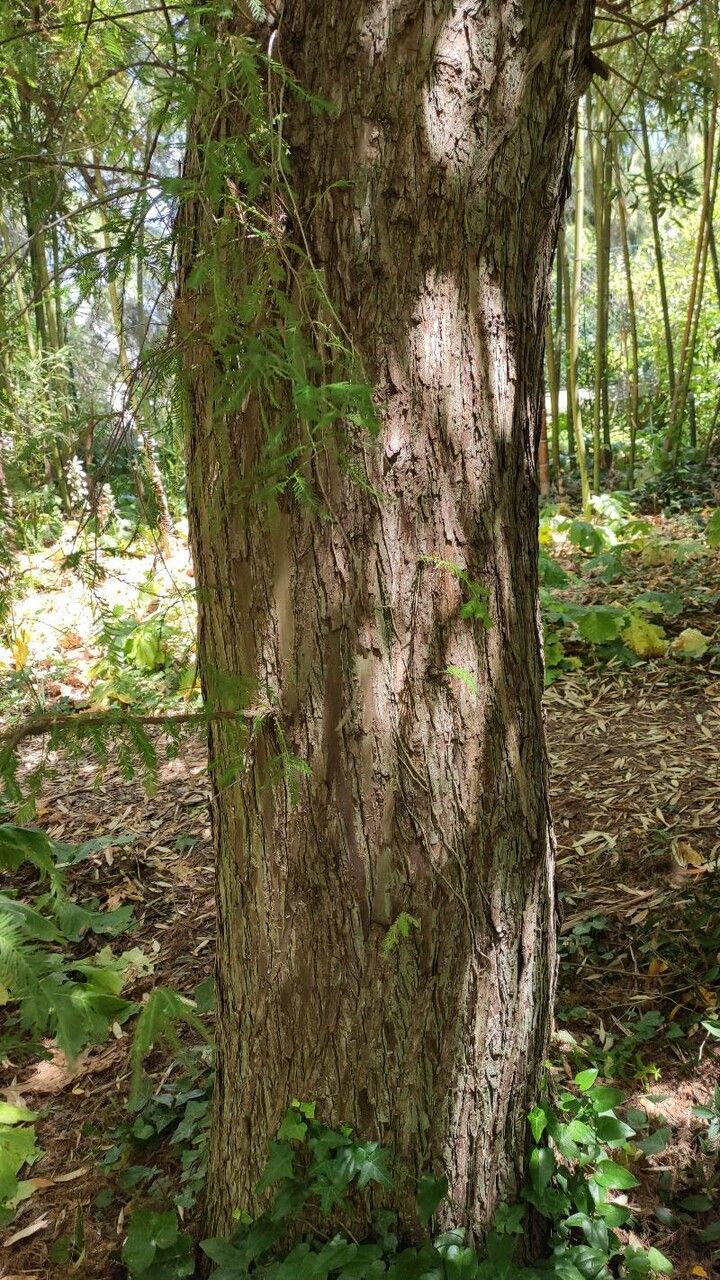 Taxodium huegelii bark