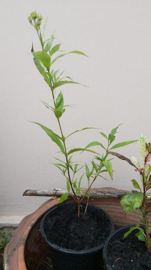 Arachnothryx leucophylla habit