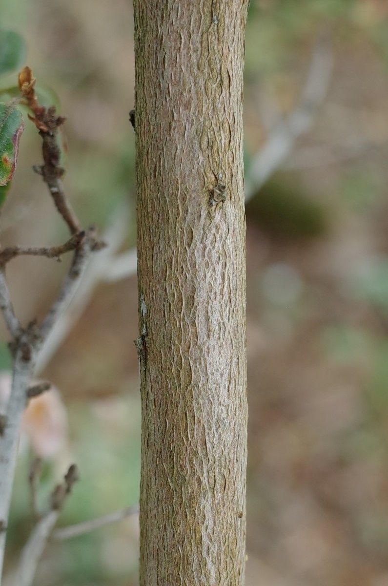 Rhododendron racemosum bark