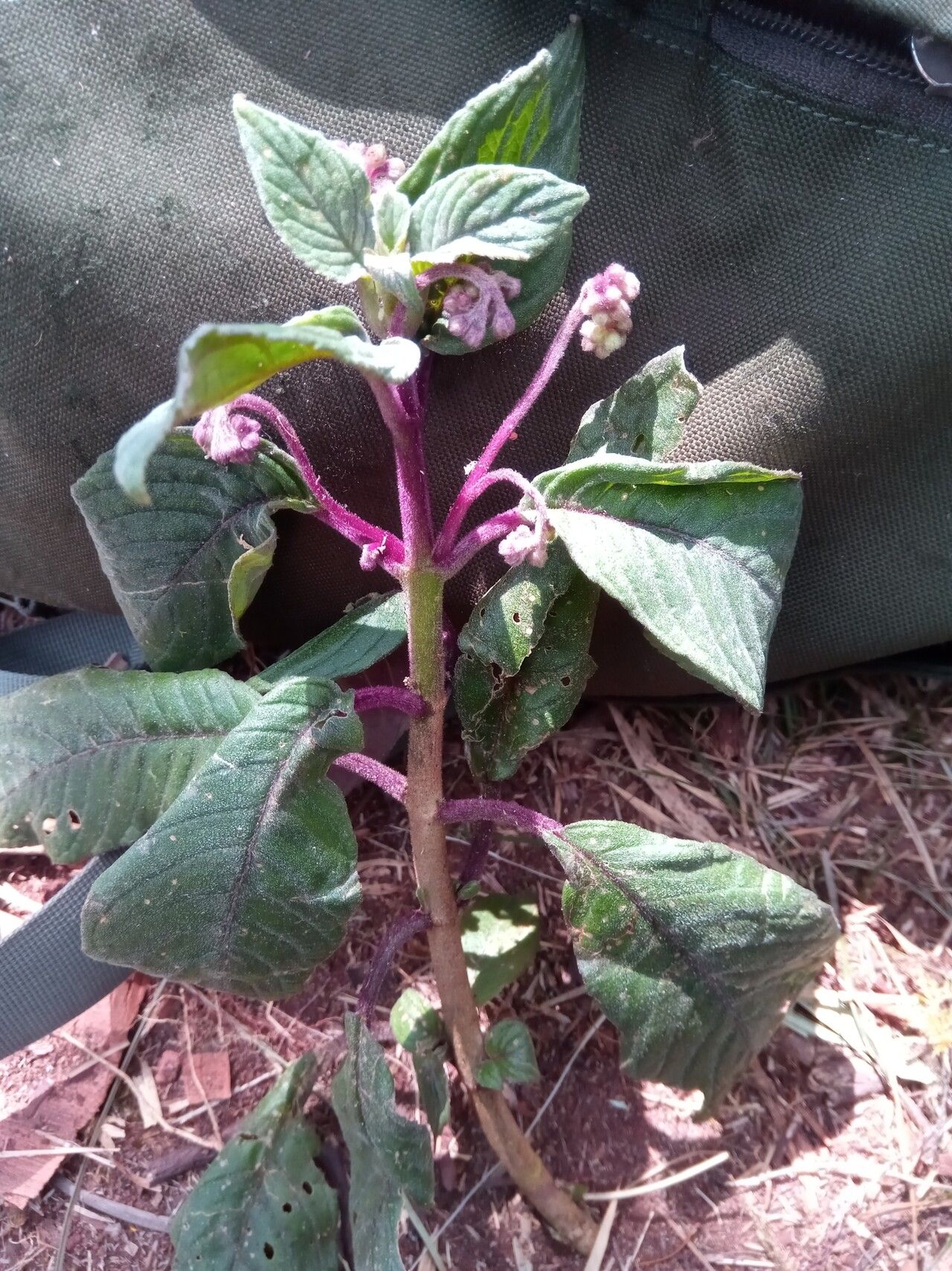 Streptocarpus suffruticosus — search result for 'Streptocarpus'