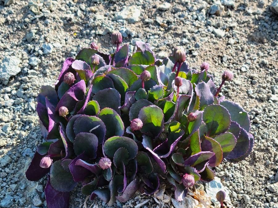 Senecio soldanella — houseplant care guide