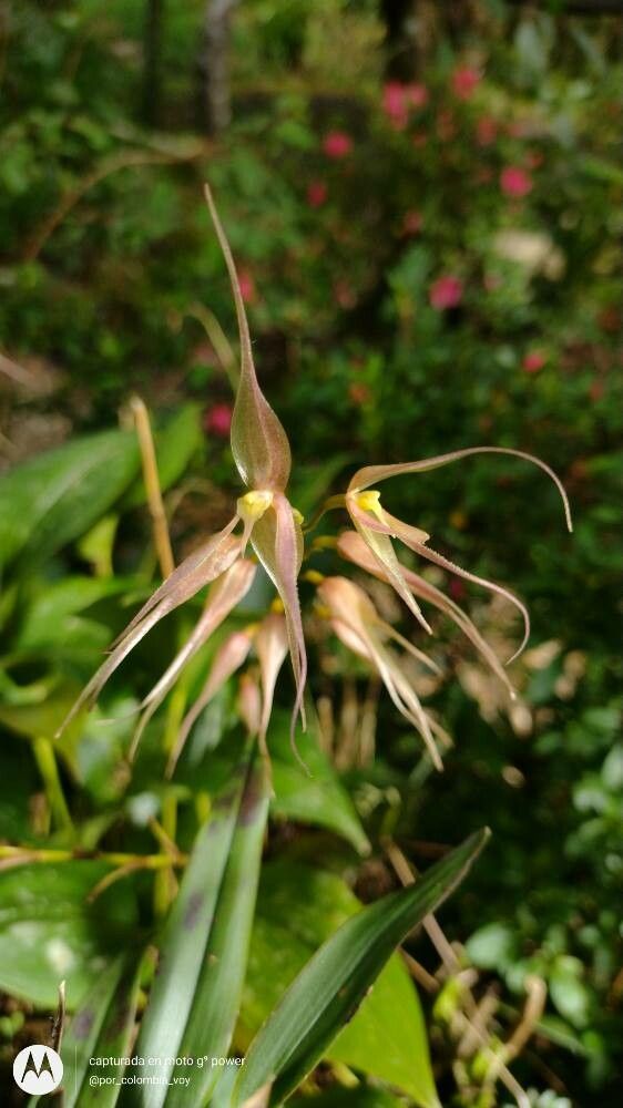 Pleurothallis phalangifera flower
