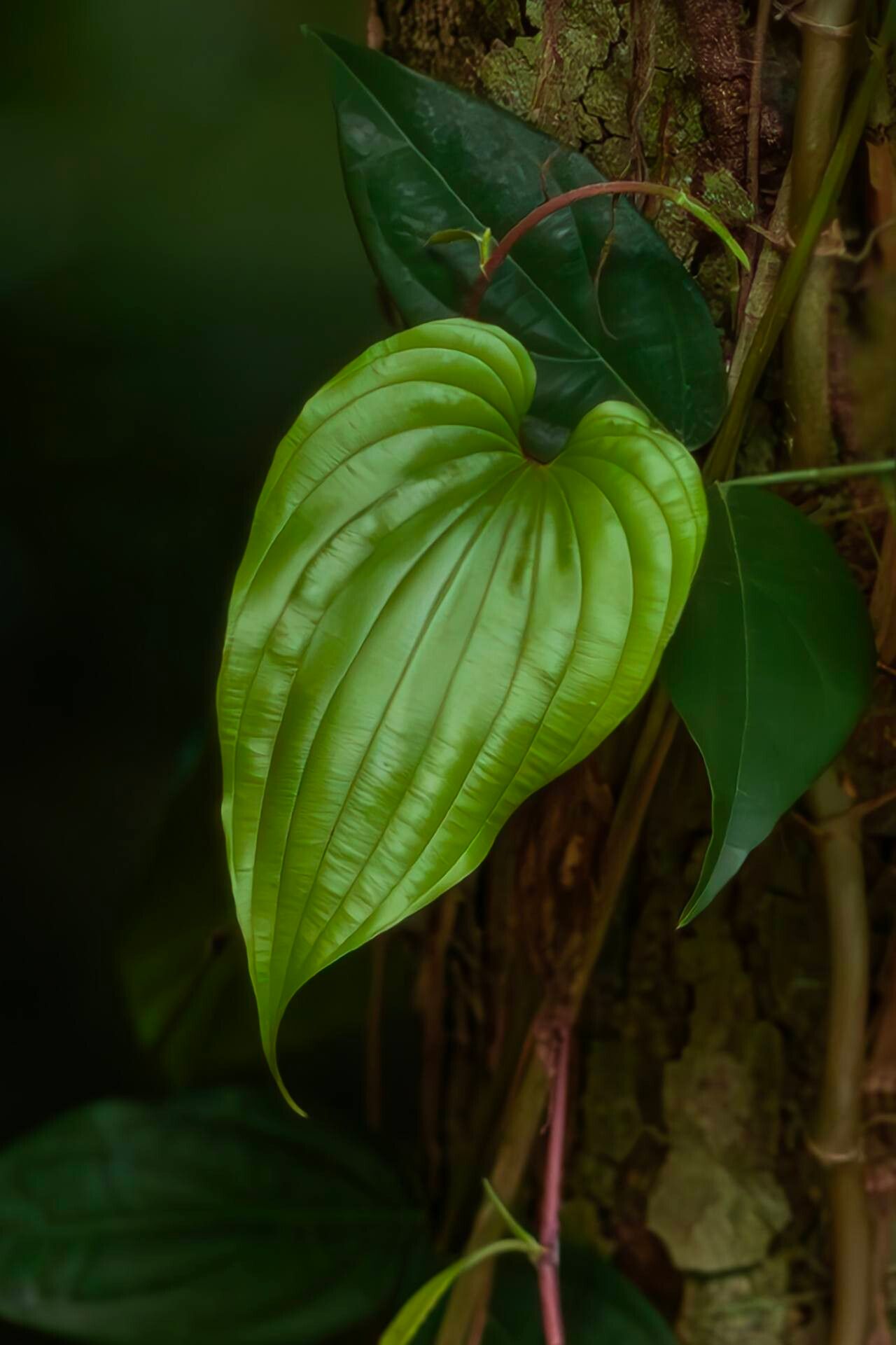 Stemona tuberosa — houseplant care guide