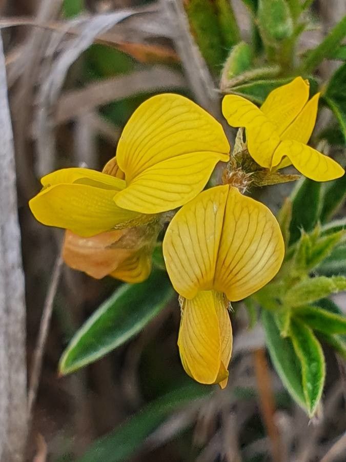 Crotalaria deserticola flower