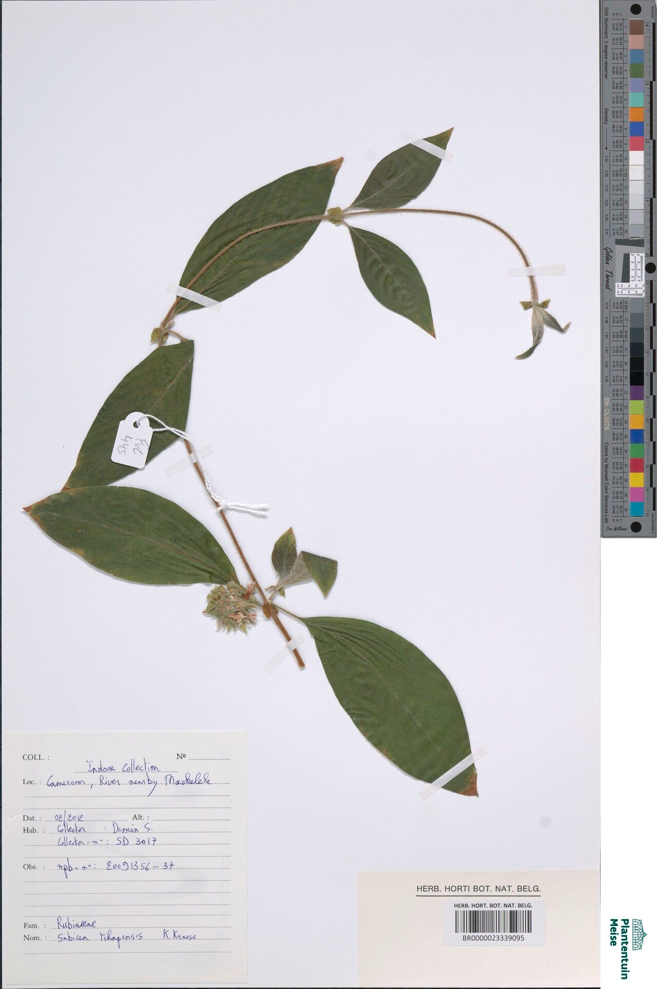 Sabicea tchapensis — houseplant care guide