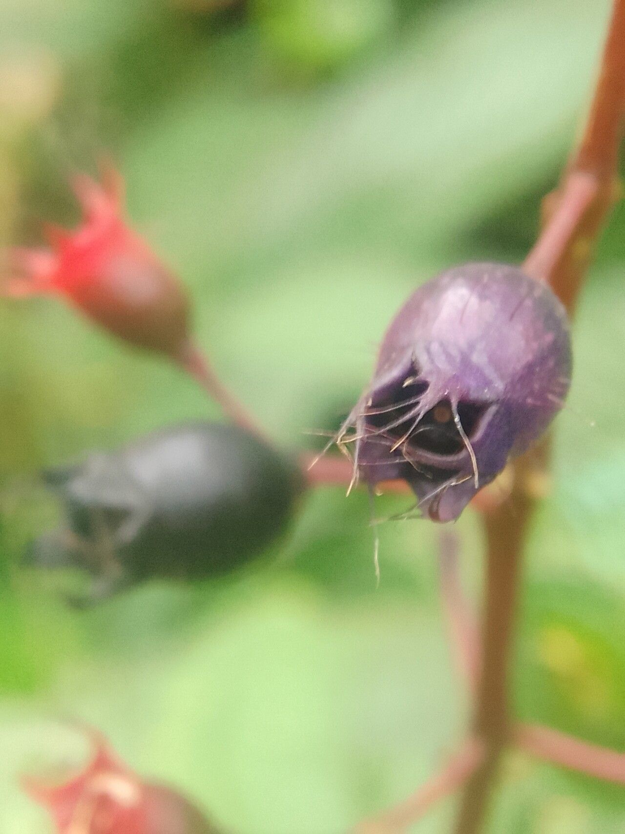 Miconia bullifera — houseplant care guide