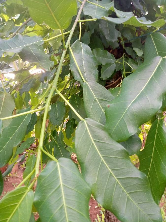 Ficus caulocarpa leaf