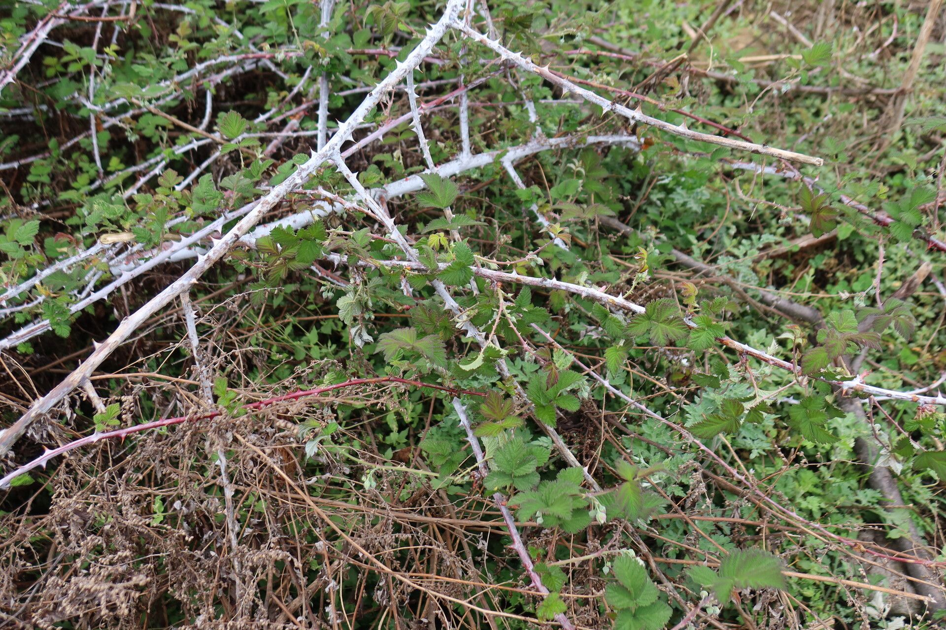 Rubus alexeterius leaf