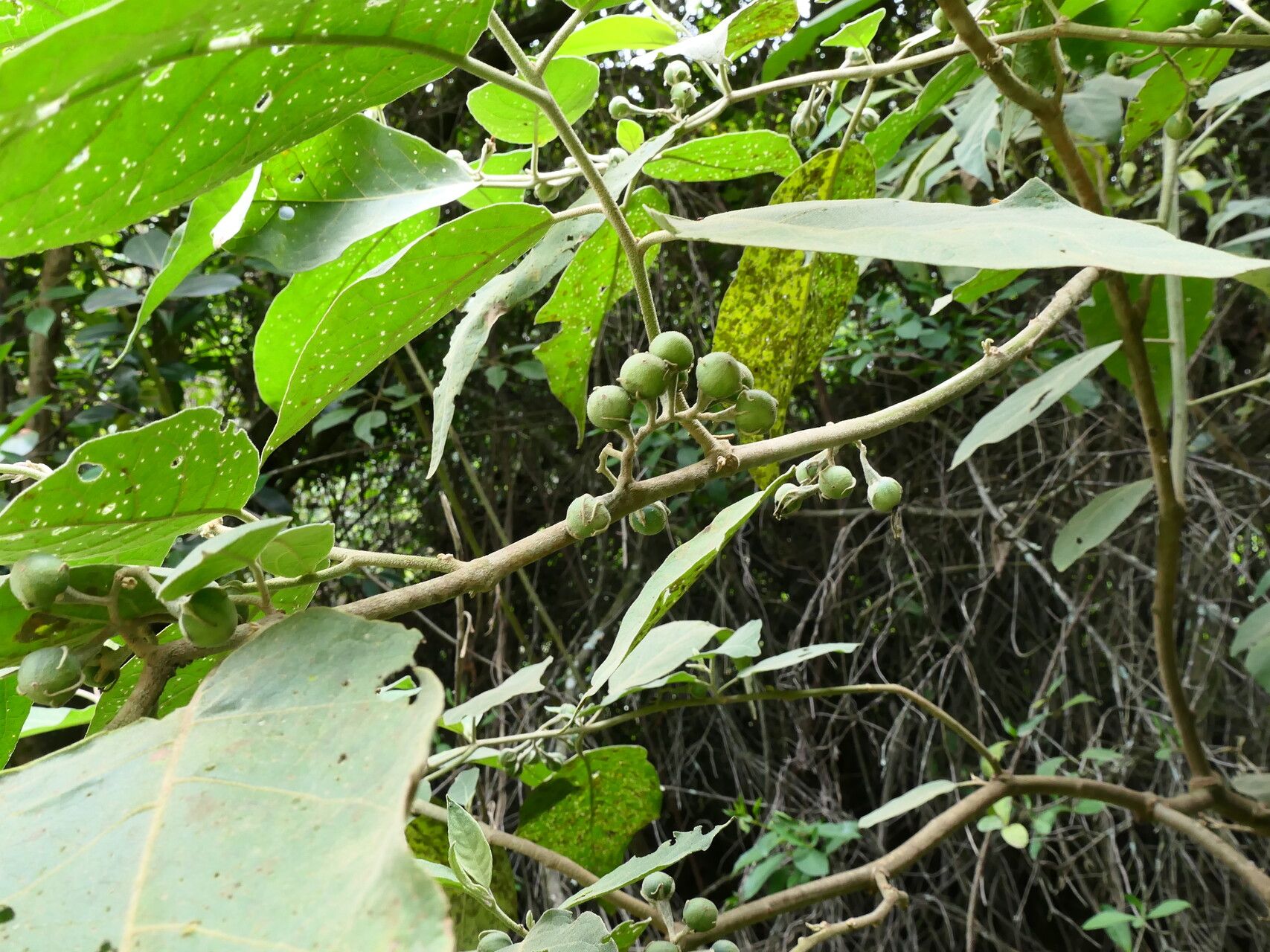 Solanum dolichosepalum fruit