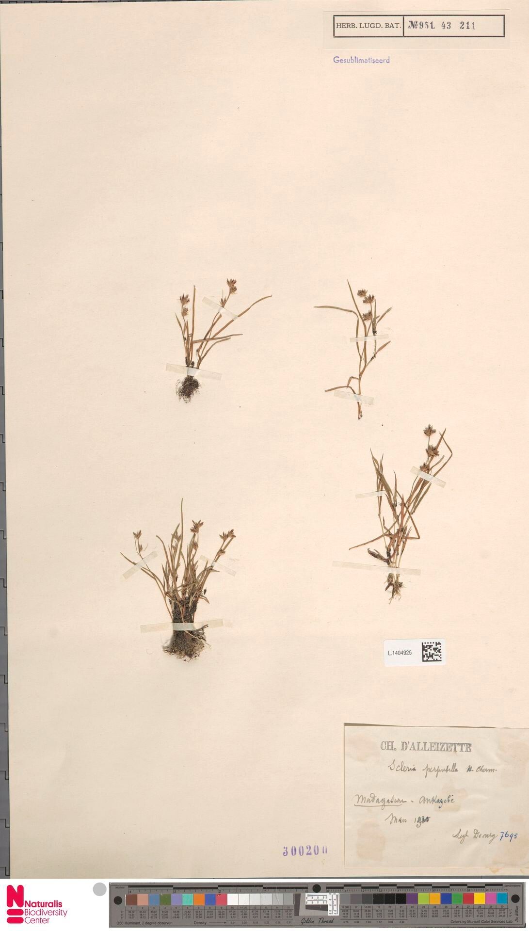 Scleria perpusilla — houseplant care guide