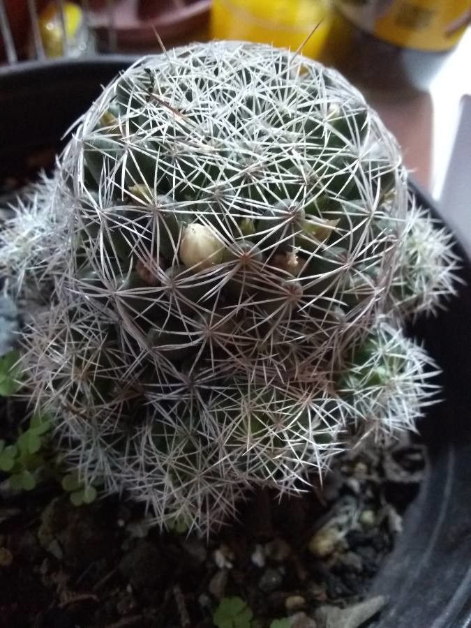 Escobaria emskoetteriana fruit