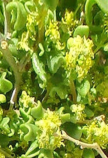 Tetragonia reduplicata — houseplant care guide