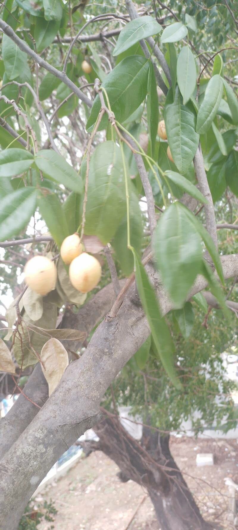 Melicoccus jimenezii fruit