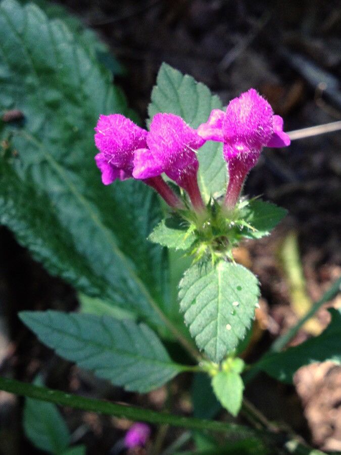 Galeopsis pubescens flower