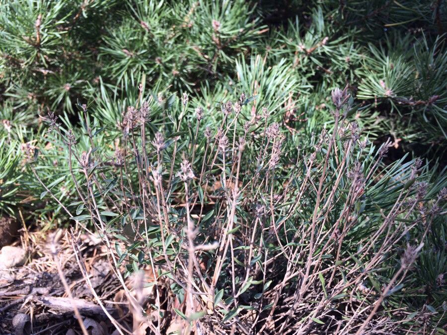 Ziziphora clinopodioides habit