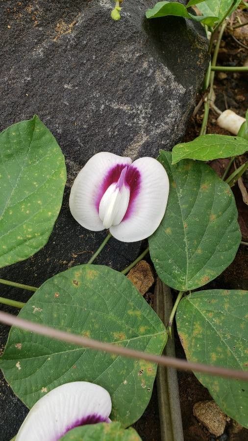 Centrosema plumieri flower