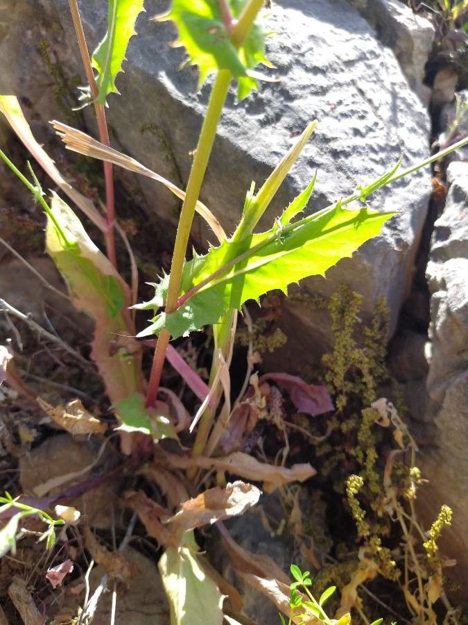 Crepis dioscoridis — houseplant care guide