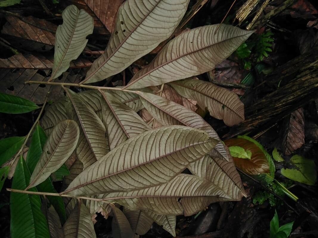 Ardisia nigropunctata — search result for 'Ardisia'