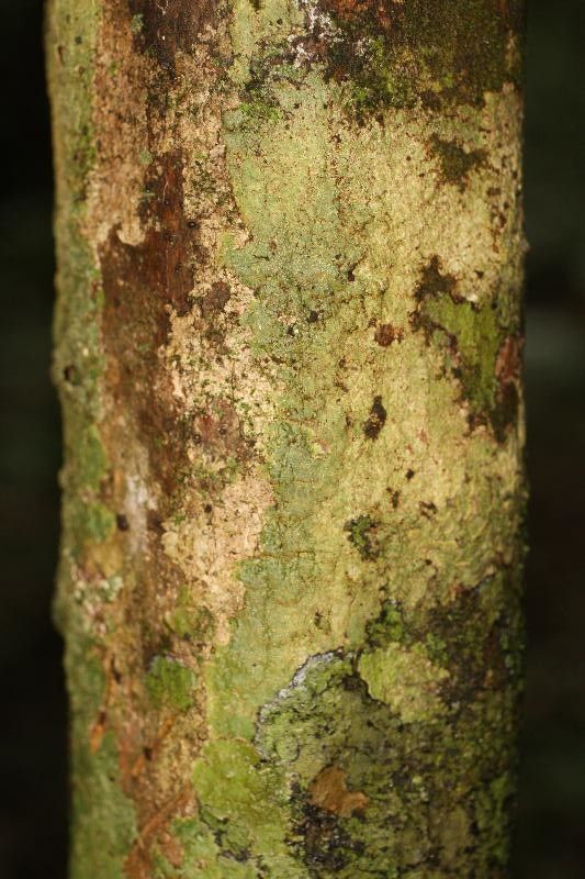 Poecilanthe hostmannii bark