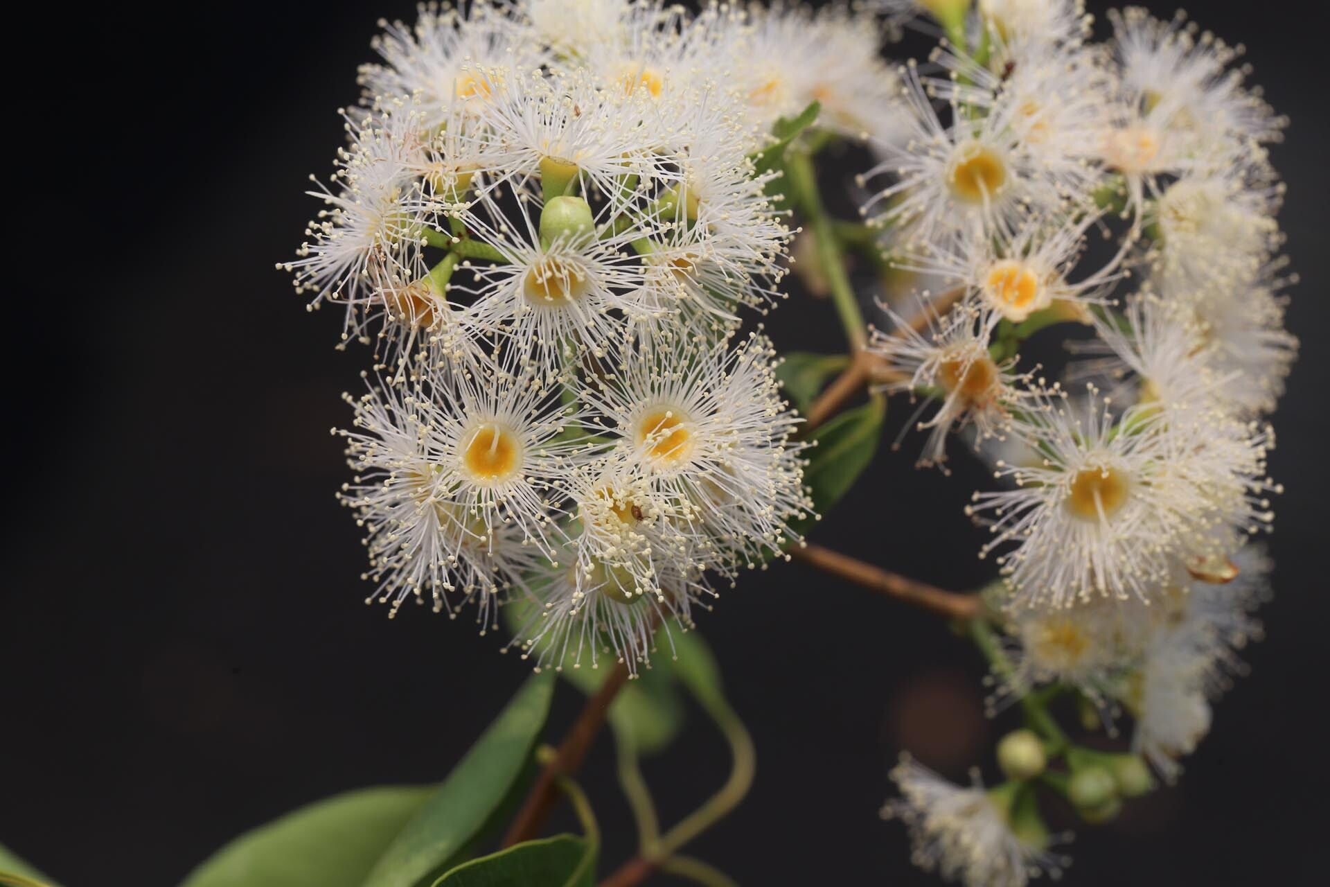 Syzygium × intermedium flower