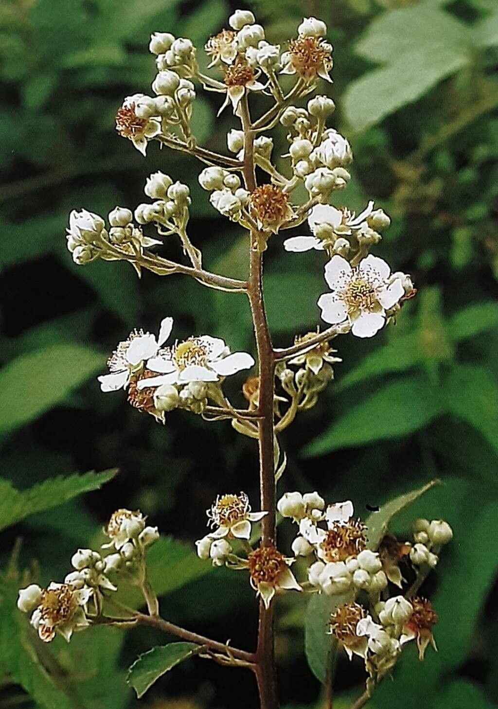 Rubus flaccidus flower